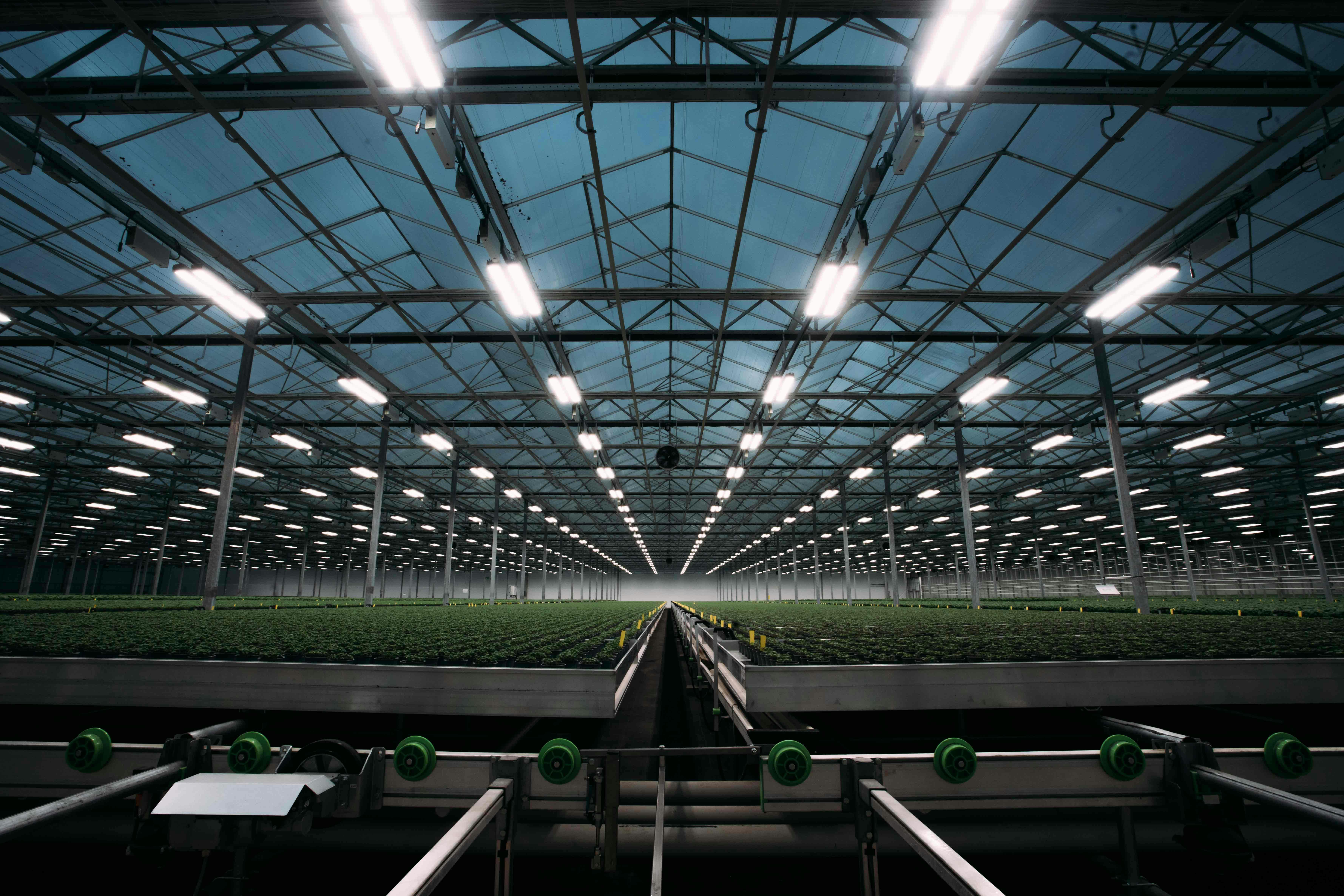 A large commercial greenhouse. Alan Boswell Group insurance brokers Supporting complex horticulture with expert advice at Bridge Farm Group