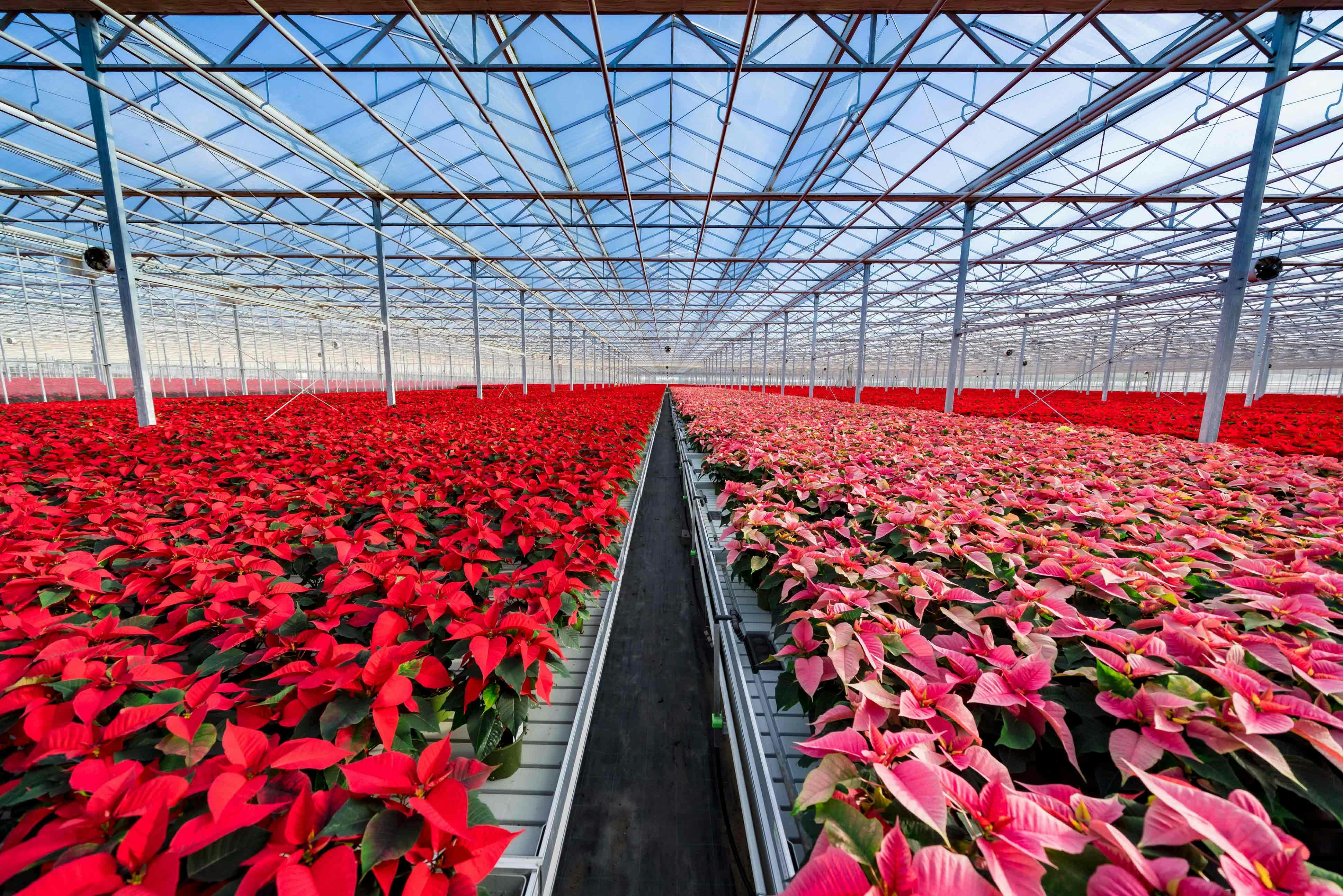 A large commercial greenhouse with lots of Christmas flowers Alan Boswell Group insurance brokers Supporting complex horticulture with expert advice at Bridge Farm Group