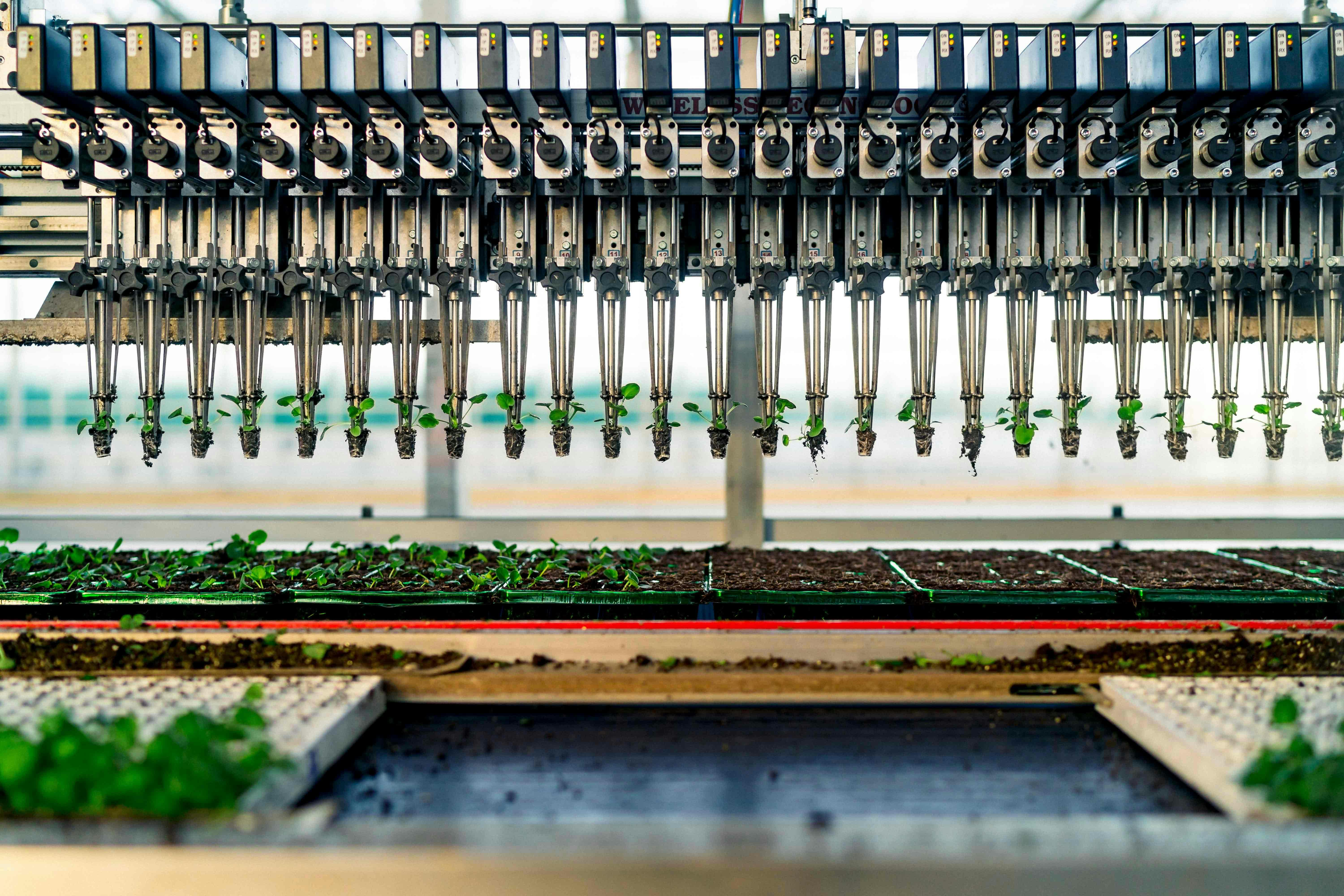 A large commercial greenhouse. Alan Boswell Group insurance brokers Supporting complex horticulture with expert advice at Bridge Farm Group