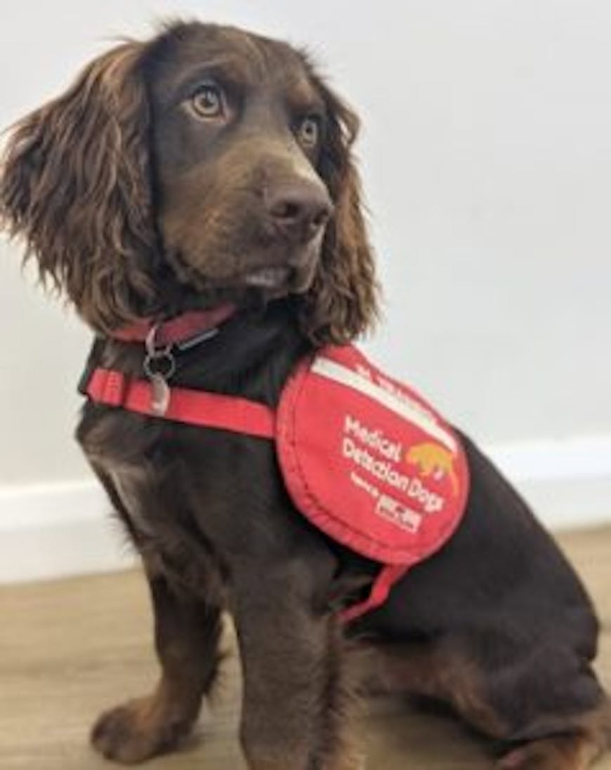 Medical Detection Dogs