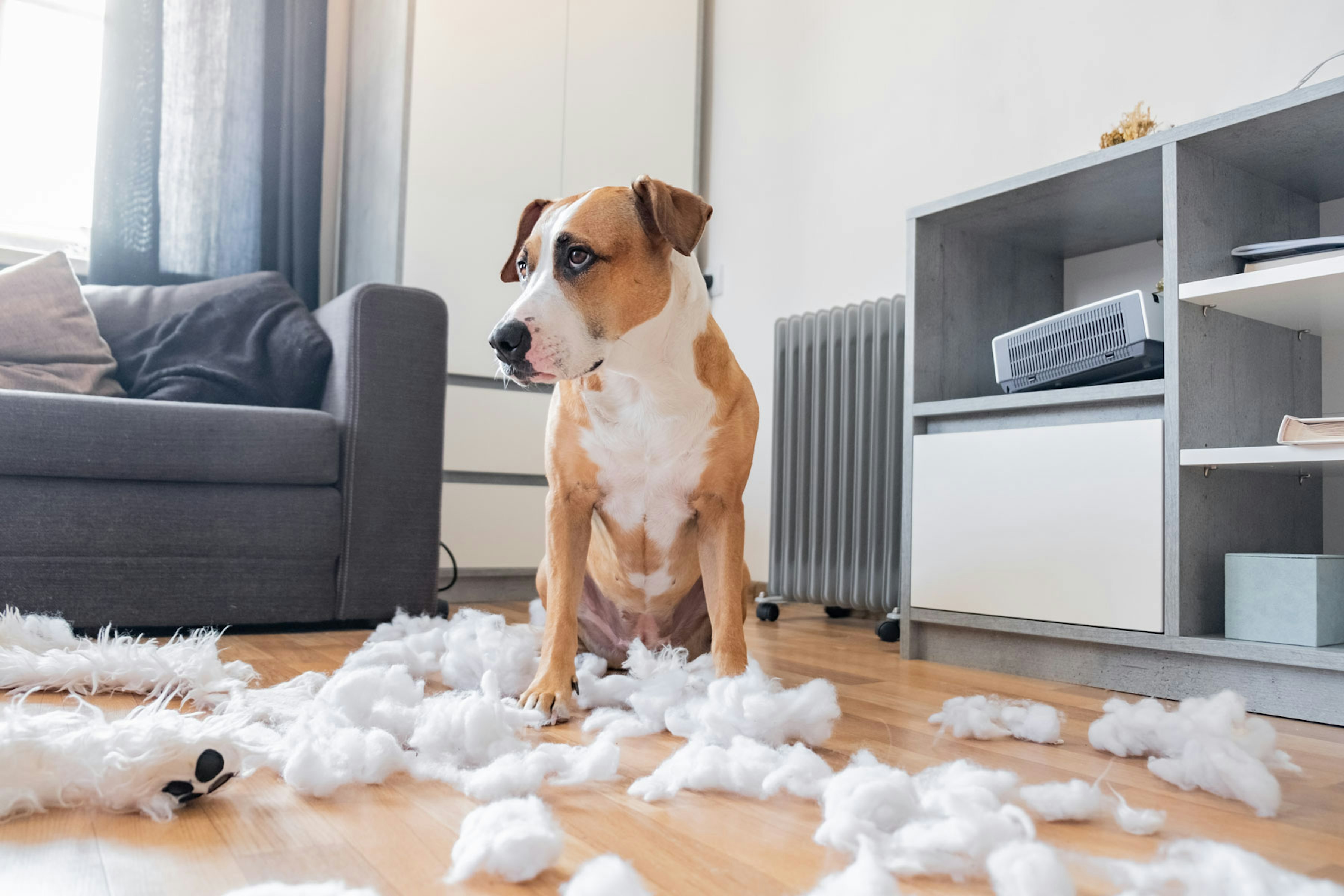 Guide to renting with pets