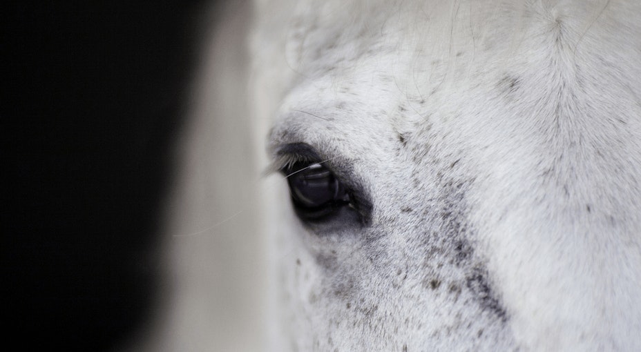 Hiring out your horsebox