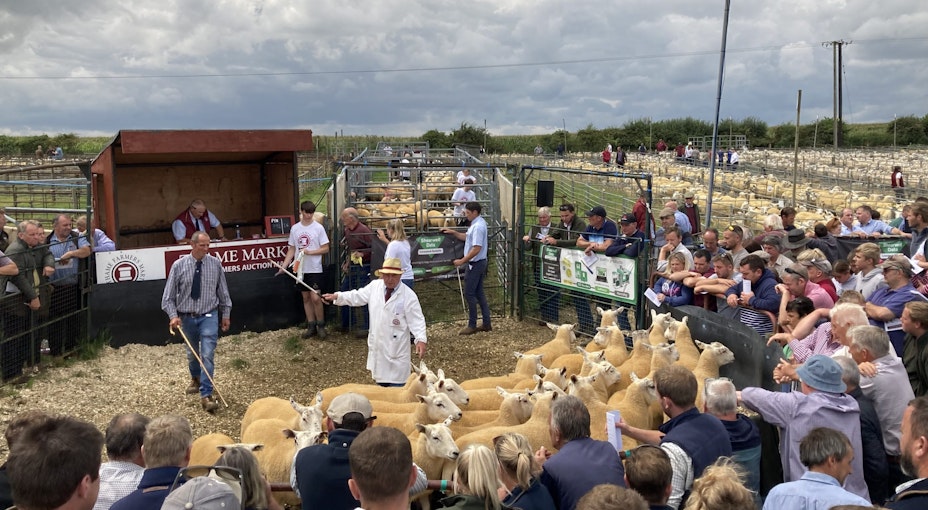 Sheep being sold at a livestock market and Alan Boswell Group explaining what is a livestock market is