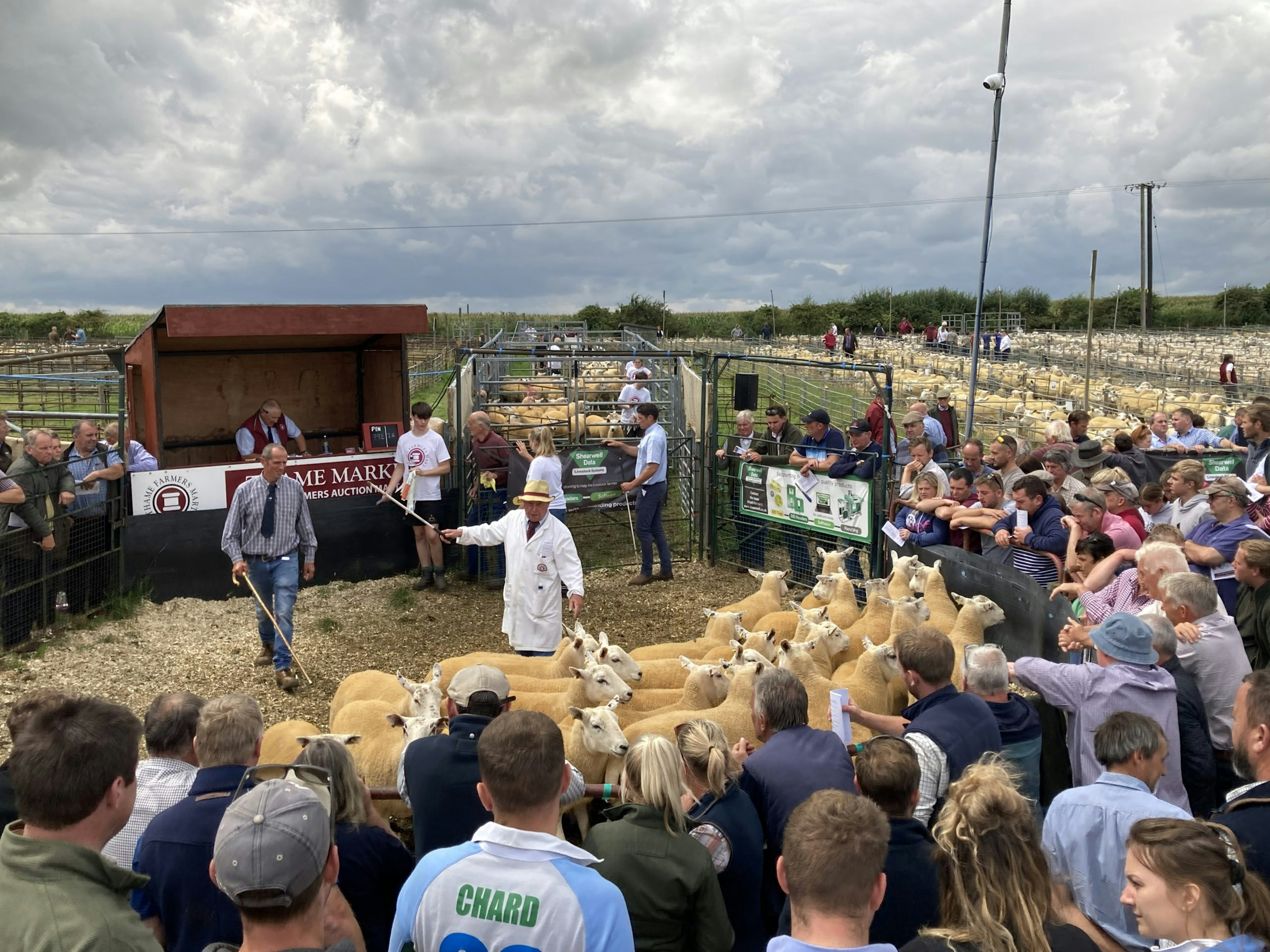 Sheep being sold at a livestock market and Alan Boswell Group explaining what is a livestock market is