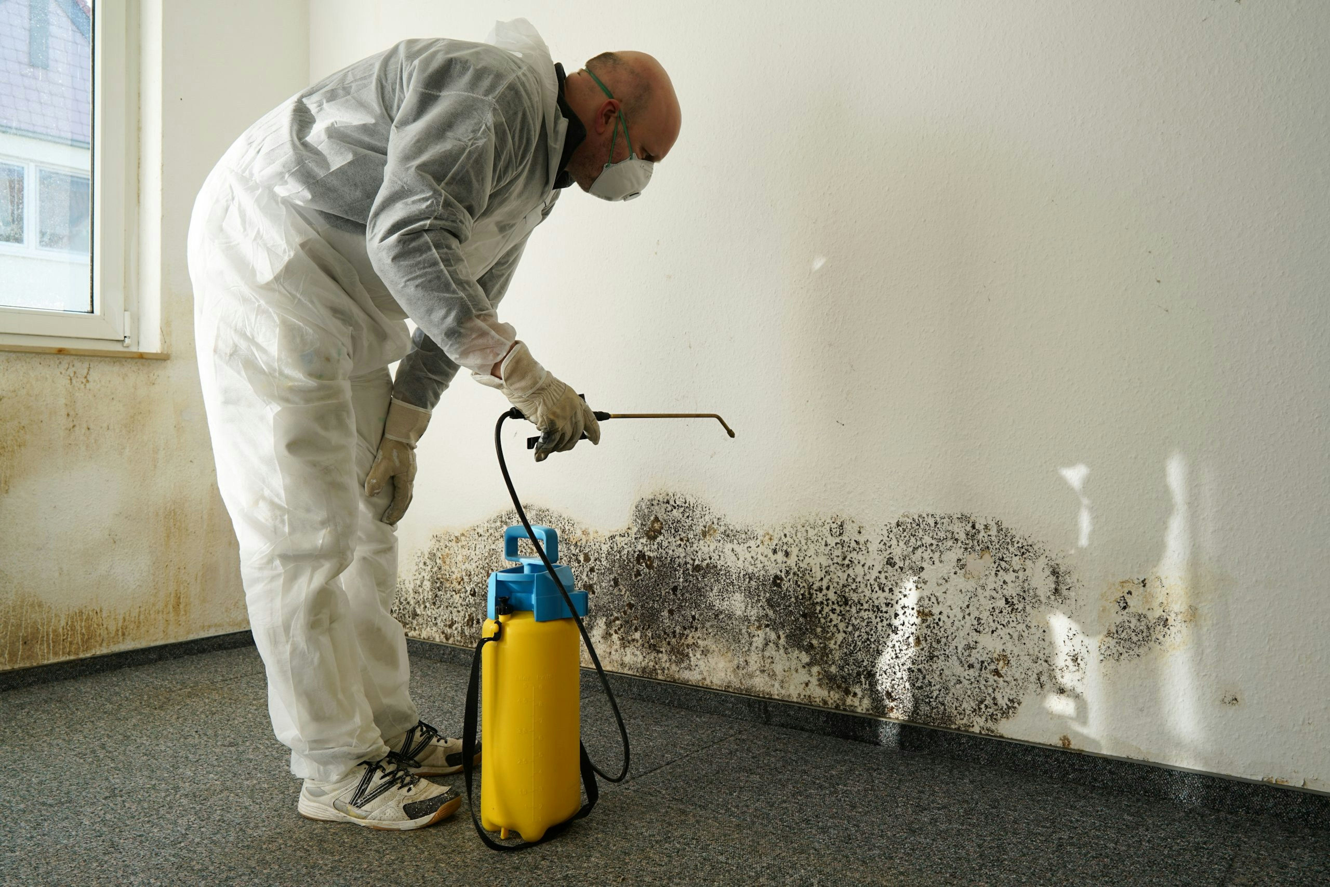 Damp and mould in rental property