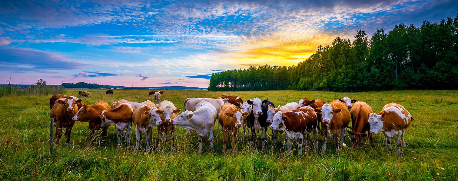 Livestock Insurance